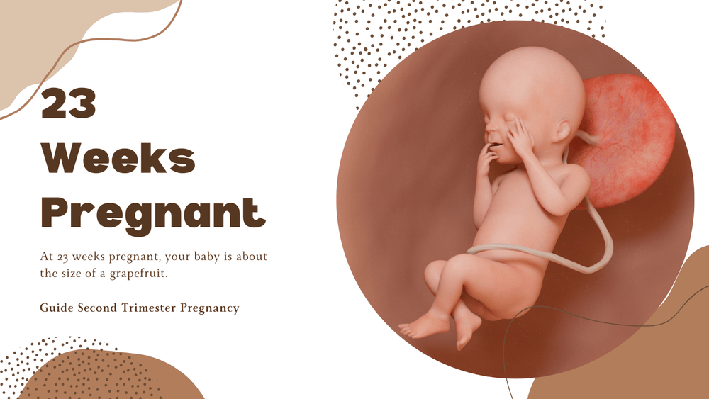 23 Weeks Pregnant - 23 Weeks Fetus